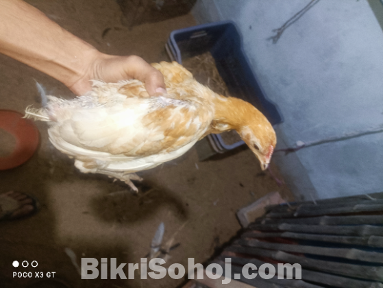 দেশি মোরগ মুরগী